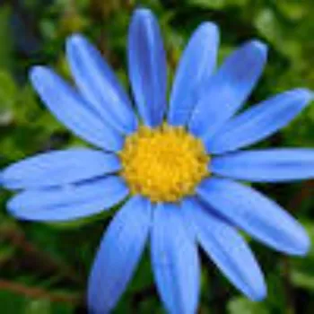 Natural Daisy Flower